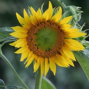 Meet your Posher, Donald